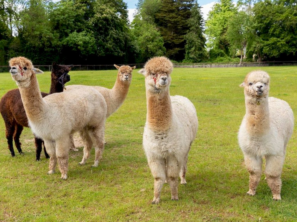 Navan Festival - Bective Apartments